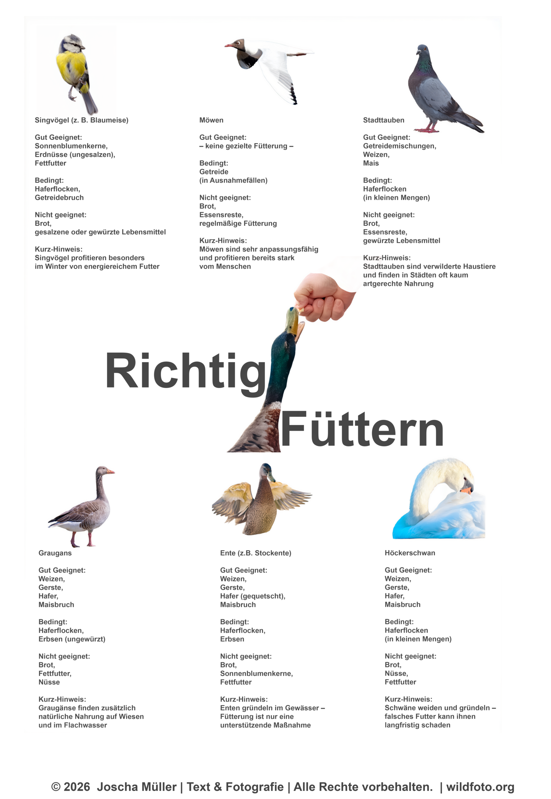 Richtig füttern – Übersicht zur Vogelfütterung