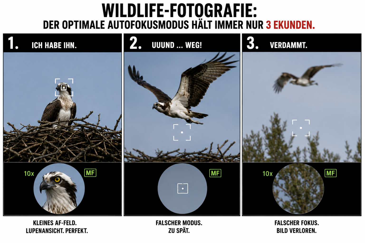 Ornithologie-Meme zur Wildlife-Fotografie: Ein Fischadler startet plötzlich aus dem Horst, während der Fotograf noch mit kleinem Autofokusfeld und Lupe arbeitet.